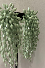 Aretes Poli