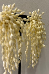 Aretes Poli