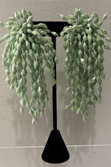 Aretes Poli